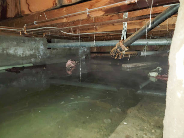 Best Local water damage restoration  in Altamont, KS